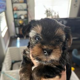 Cookie - Blue and gold female Yorkshire Terrier puppy in Laughlin, Nevada from Dani’s Yorkie’s