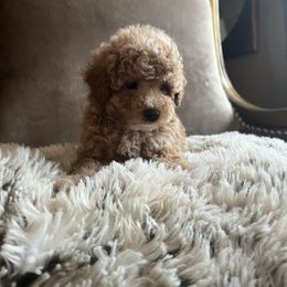 Apollo - Apricot male Poodle puppy in Los Banos, California from CORONA TOY POODLES