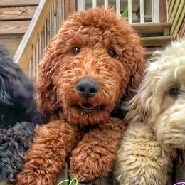 Louie - Poodle