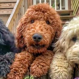 Louie - Poodle