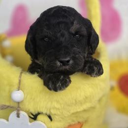 Ridge, Black and tan phantom boy - Phantom male Goldendoodle puppy in Freedom, New York from Samantha's Goldendoodles