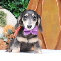 Remington Steele - Blue and tan male Dachshund puppy in Woodbine, Georgia from Walker's Minidachs