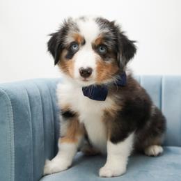 Golden Retriever, Miniature American Shepherd, and Siberian Husky Puppies from HuskiesAndGoldensWithFinesse