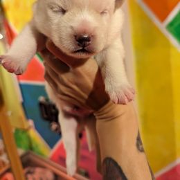 Pomsky Puppies from Valparaiso Pomskys