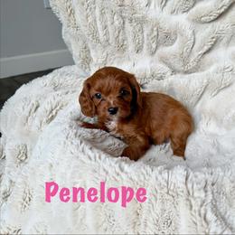 Penelope - Red female Cavapoo puppy in Calumet, Oklahoma from H&H Cavapoos