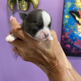 Chihuahua Puppies from King Chihuahuas