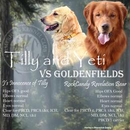 Boy 1 - Dark golden male Golden Retriever puppy in Great Falls, Montana from VS Golden Fields