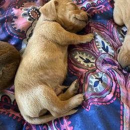 Blondie - Red male Dachshund puppy in Brave, Pennsylvania from Maple Moon Dachshunds
