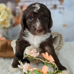 Violet - Brown and white female Aussiedoodle puppy in Prescott Valley, Arizona from Ramirez Family Doodles