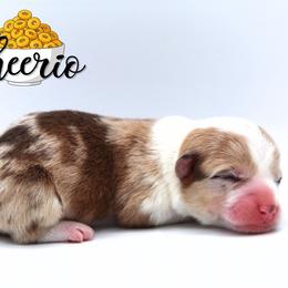 Cheerio - Sable female Pembroke Welsh Corgi puppy in Star City, Arkansas from Say When Corgi Co.