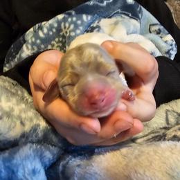 Tbd - Piebald female Dachshund puppy in Herald, California from Bluegum Dachshunds