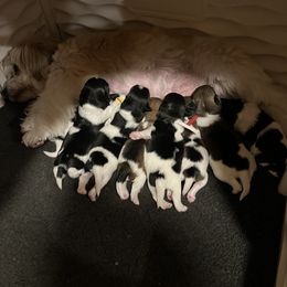 Havanese Puppies from Hoodview Havanese