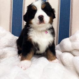Bernese Mountain Dog Puppies from Red Bridge Berners