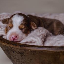 Vivian - Red tri-color female Miniature American Shepherd puppy in Fresno, California from Alpine Tails