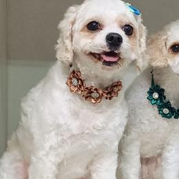 Lady - Cavapoo