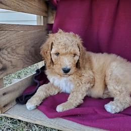 Poodle Puppies from Mountain Ridge Poodles