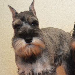 Miniature Schnauzers from Island Magic Miniature Schnauzers