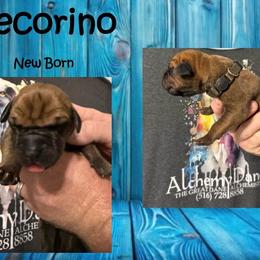 Pecorino - Fawn male Great Dane puppy in Medford, New York from Alchemy Danes
