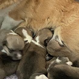 Pembroke Welsh Corgis from Running Hills Pembroke Corgi