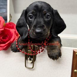 Ruby - Black and tan female Dachshund puppy in Leoma, Tennessee from Southbound Kennel