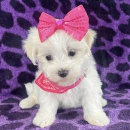 Maltese Puppies from Max & Pearl The Ocala Maltese Family