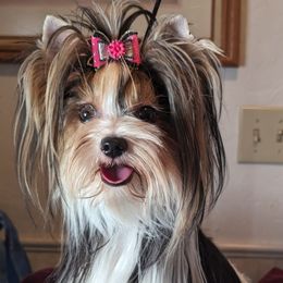Cassie - Biewer Terrier
