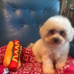 Yellow - White male Bichon Frise puppy in Danville, Illinois from Whitecreek