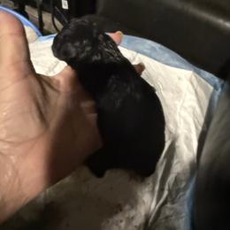 Big Giant - Black male Miniature Schnauzer puppy in New Bern, North Carolina from DJS Delightful Miniature Schnauzers