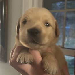 Green Girl - Golden female Golden Retriever puppy in Amissville, Virginia from Houston’s Golden Haven