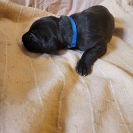 Cane Corso and Great Dane Puppies from RC RANCH GREAT DANES