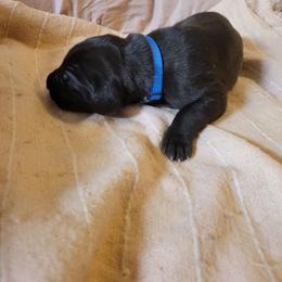 Cane Corso and Great Dane Puppies from RC RANCH GREAT DANES
