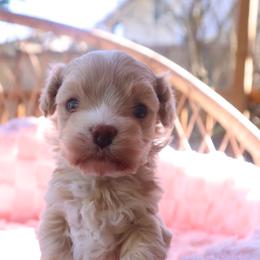 Bailey - Apricot female Maltipoo puppy in Bellevue, Washington from Sweetheart Doodles