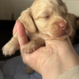 Pup 1 - Cream male Dachshund puppy in Staley, North Carolina from Langley Farms Dachshunds