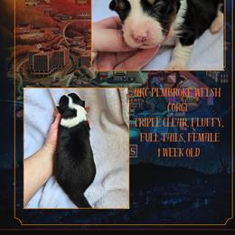 Maxine - Black and white female American Corgi puppy in Mansfield, Ohio from Moonrise corgis