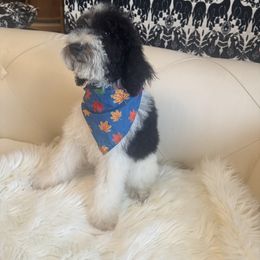 Duke - Phantom male Goldendoodle puppy in Davie, Florida from Daviegoldendoodles