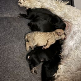 Light brown collar - Black and silver male Miniature Schnauzer puppy in Prescott, Washington from Winona Schnauzers
