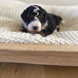 Bernedoodle, Goldendoodle, and Poodle Puppies from Central Valley Canine Companions