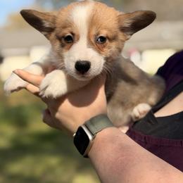 Scott - Red male Pembroke Welsh Corgi puppy in Snellville, Georgia from Laur's Classic Corgis