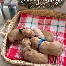 Jingle - Dark golden male Golden Retriever puppy in San Bernardino, California from Thegoldendreams1