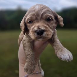 Tucker - Buff and white male Cockapoo puppy in Rutherford County, North Carolina from Simply Grace Farms