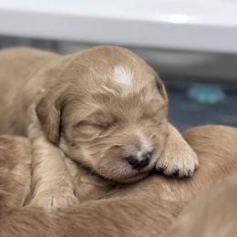 Goldendoodle Puppies from Rustic Road Doodles