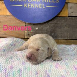 First Pick - Light golden female Golden Retriever puppy in Kimberly, Idaho from Burr Oak Hills Kennel