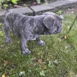 French Bulldog Puppies from Camarra King