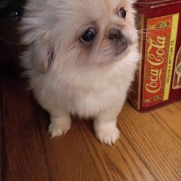 Laverne - White female Pekingese puppy in Cedar City, Utah from Pekingese Zoo