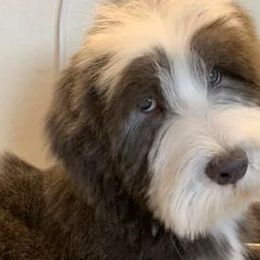 Bearded Collies and Shih Tzus from Lakewood