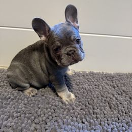 French Bulldog Puppies from Wyatt and co Frenchies