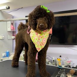 Bailey - Poodle