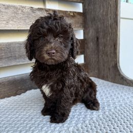 Cadbury - Chocolate male Australian Labradoodle puppy in Sarasota, Florida from GWagz