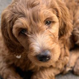 Goldendoodle Puppies from Rosie's Doodle Den