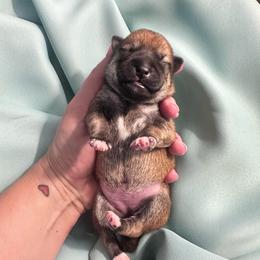 Annaly - light pink collar - Red female Shiba Inu puppy in Inverness, Florida from Shore Thing Shiba’s